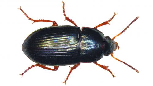 Réf. 222 580 : Amara lucida